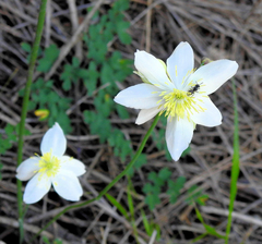 Thalictrum tuberosum