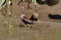 Dendrocygna autumnalis