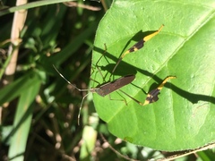 Anisoscelis marginellus