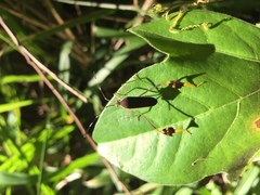 Anisoscelis marginellus