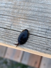 Acilius semisulcatus