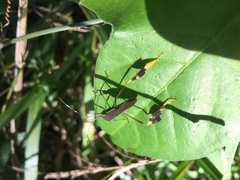 Anisoscelis marginellus