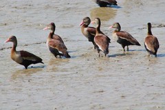 Dendrocygna autumnalis