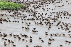 Dendrocygna autumnalis