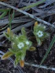 Cryptantha minima