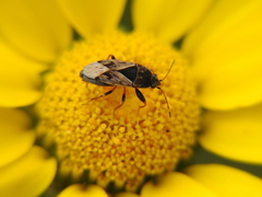 Trapezonotus ullrichi