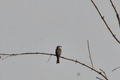 Tyrannus melancholicus