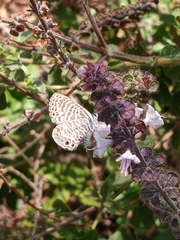 Leptotes marina