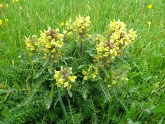 Pedicularis schizocalyx