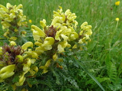 Pedicularis schizocalyx