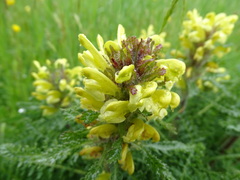 Pedicularis schizocalyx