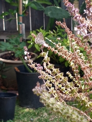 Leptotes marina