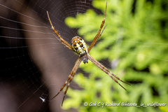 Argiope dang