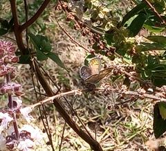 Leptotes marina