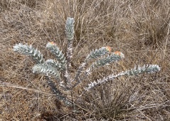 Acmispon argophyllus adsurgens