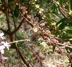 Leptotes marina
