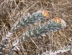Acmispon argophyllus adsurgens