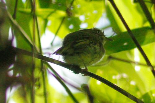 Lophotriccus pileatus