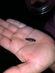 Ignelater havaniensis