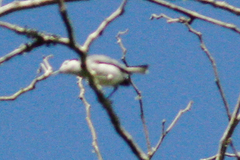 Polioptila bilineata