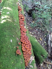 Pholiota glutinosa