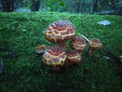 Pholiota glutinosa