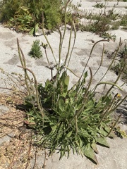 Plantago subnuda