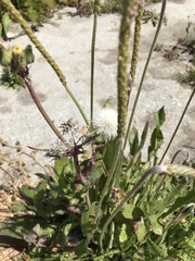 Plantago subnuda