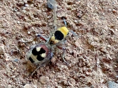 Dasymutilla sicheliana