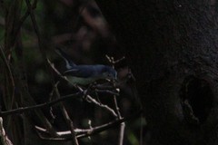 Polioptila bilineata