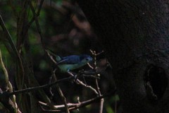 Polioptila bilineata