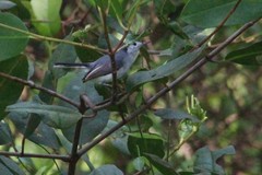 Polioptila bilineata