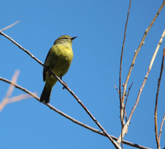 Leiothlypis celata orestera