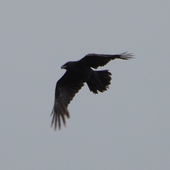Corvus corax