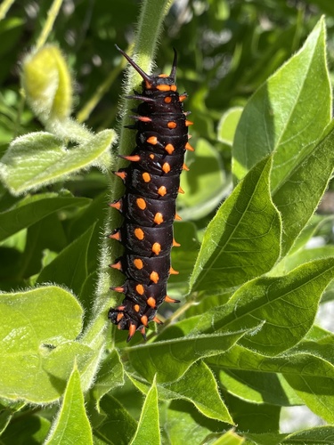Pipevine Swallowtail, photo 4 of 7