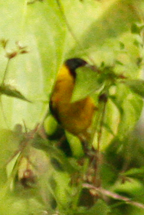 Saffron Siskin (Spinus siemiradzkii), photo 10