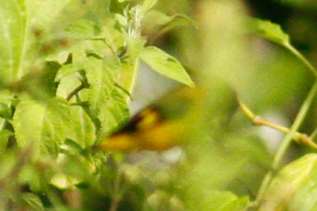 Saffron Siskin (Spinus siemiradzkii), photo 9