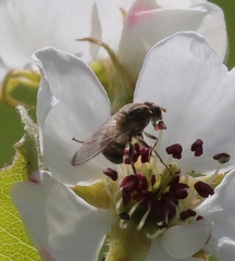 Brachyopa vacua