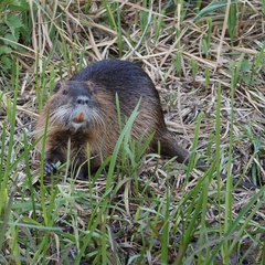 Myocastor coypus