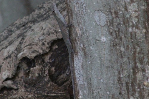 Anolis festae