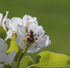 Brachyopa vacua