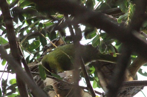 Rufous-browed Peppershrike