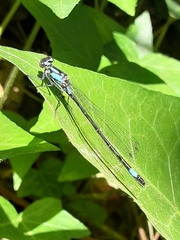 Zoniagrion exclamationis