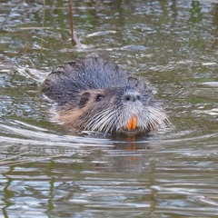 Myocastor coypus