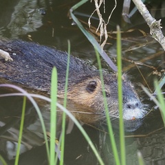 Myocastor coypus