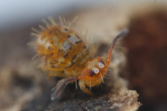 Vesicephalus occidentalis