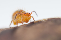 Vesicephalus occidentalis