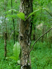 Sideroxylon lycioides