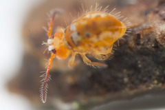 Vesicephalus occidentalis