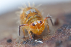 Vesicephalus occidentalis